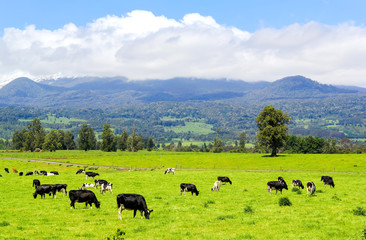 Cows in the Alpine meadow