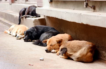 Raamstickers Sleeping dogs at  the street, Kathmandu, Nepal. © Alena