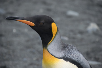 Königspinguin auf Süd Georgien