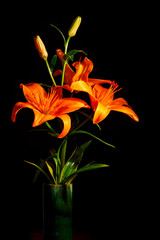 Orange lilies branch in a vase on black background