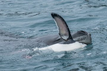 Seeleopard frisst Pinguin bei den Südorkney Inseln in der Antarktis