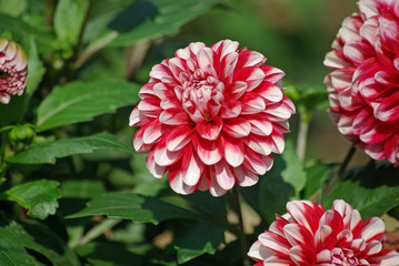 Dahlia rouge et blanc à fleur de camélia, parc floral paris