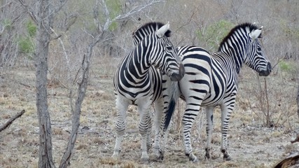 Fototapeta na wymiar Zebras in der Wildnis