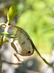 Wild silk cocoon hanging on a leaf on Madagascar
