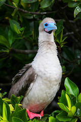 Red-footed booby on Genovesa island, Galapagos National Park, Ec