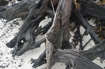 beach tree roots exposed