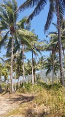 Fototapeta na wymiar Indonesia Palmtrees