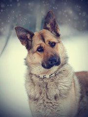 Portrait of a dog of breed a sheep-dog