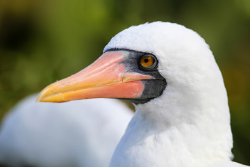 Portrait of Nazca Booby (Sula granti)