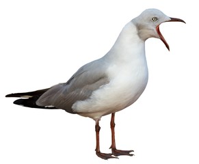 Grey Headed Seagull with beak wide open