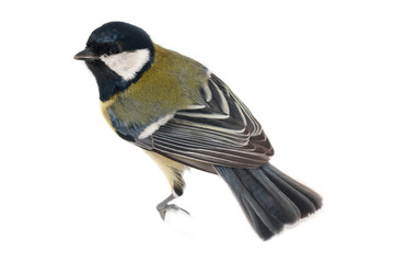 Great Tit (Parus major) isolated
