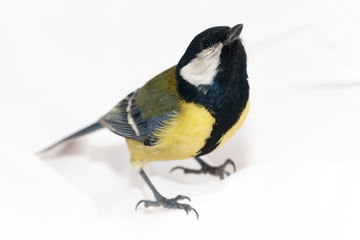Great Tit (Parus major) isolated