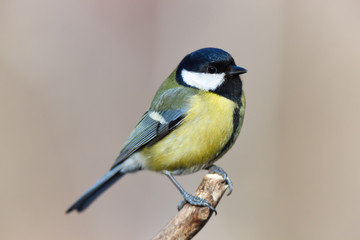 Great Tit (Parus major)