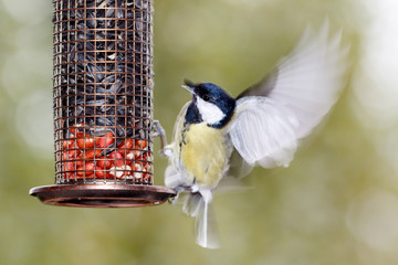 Great Tit (Parus major)