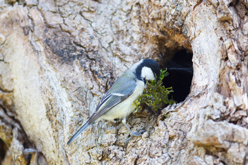 Great Tit (Parus major).