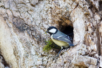 Great Tit (Parus major).
