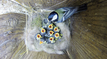 Great Tit (Parus major) in nestbox © fotoparus