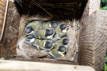 Great Tit (Parus major) in nestbox
