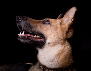 Profile portrait of a German Shepherd dog on black background looking upward.
