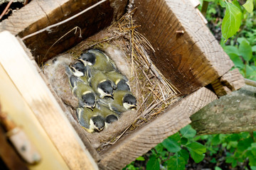 Fototapeta premium Great Tit (Parus major) in nestbox