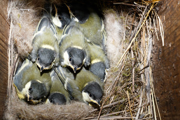 Great Tit (Parus major) in nestbox