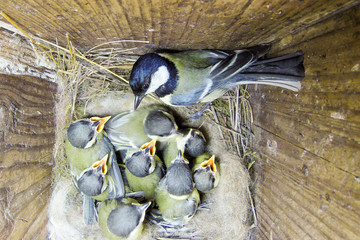 Great Tit (Parus major) in nestbox