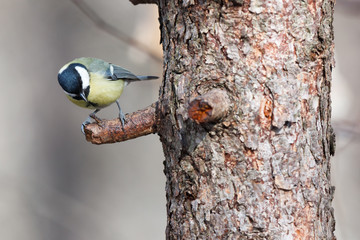 Great Tit (Parus major)