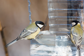 Great Tit (Parus major)