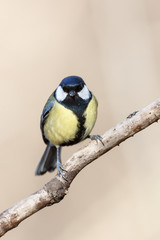 Great Tit (Parus major)