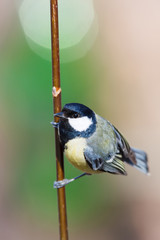 Great Tit (Parus major)
