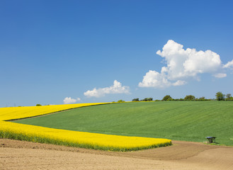 Fototapeta na wymiar rapeseed field and spring landscape