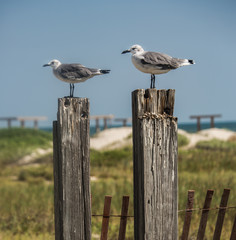 Seagulls sitting on top of weathered wood posts by the dunes at the beach. © Terry Walsh Photo