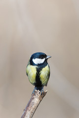 Great Tit (Parus major)