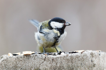Great Tit (Parus major)