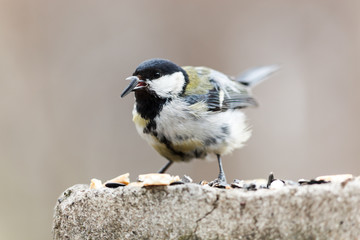 Naklejka premium Great Tit (Parus major)