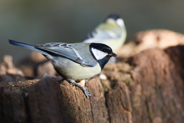 Great Tit (Parus major)