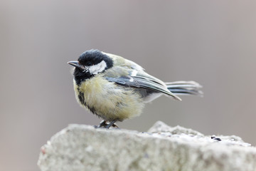 Great Tit (Parus major)