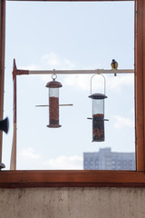 Great Tit (Parus major)