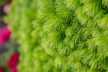 beautiful background. evergreen tree close up. small depth of field.