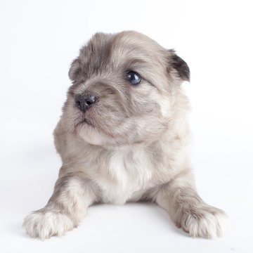 Chienne de 3 semaines