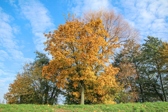 Bunte Bäume im sonnigen Herbst