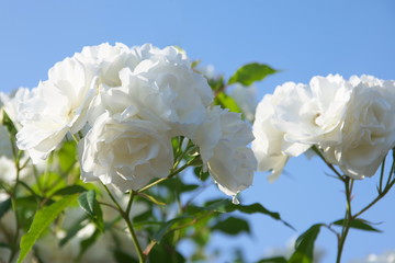 薔薇