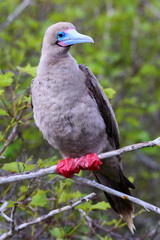 Fototapeta premium Red-footed booby on Genovesa island, Galapagos National Park, Ec