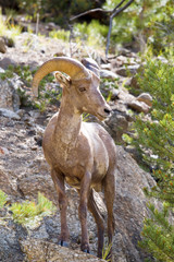Bighorn Sheep in the San Isabel Natioanl Forest