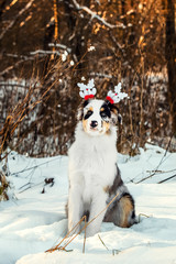 Christmas portrait of Australian Shepherd puppy