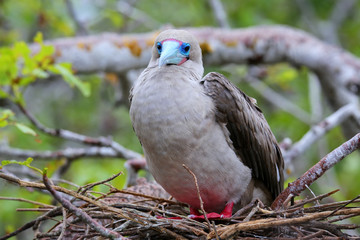 Red-footed booby (Sula sula) sitting on a nest