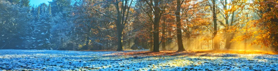 Photo sur Plexiglas Hiver Morning sunrays in winter forest