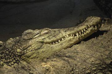 Crocodile