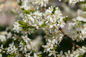 spring nature background. branch apple tree with  flowers close up. 