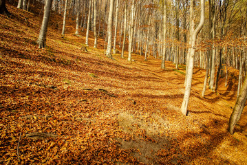 Forest fall/ Autumn forest in Romania 